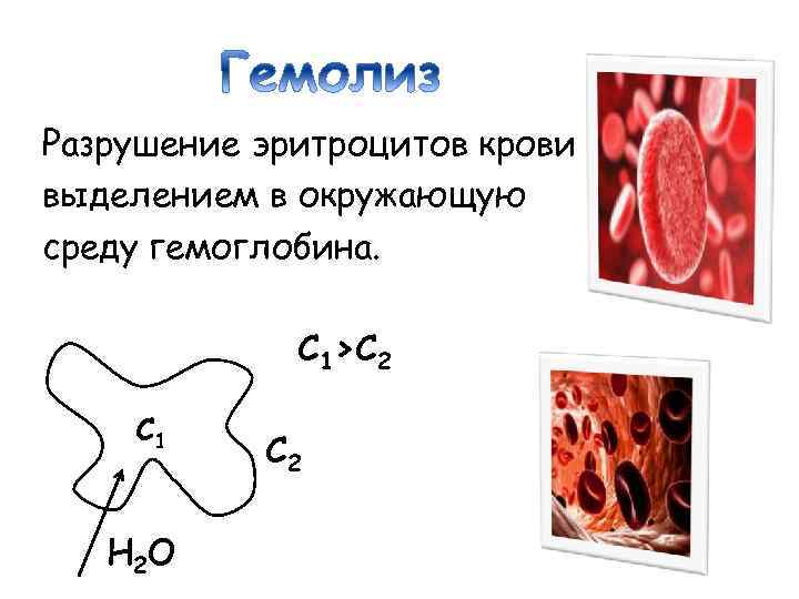 Разрушение эритроцитов крови с выделением в окружающую среду гемоглобина. С 1>С 2 С 1