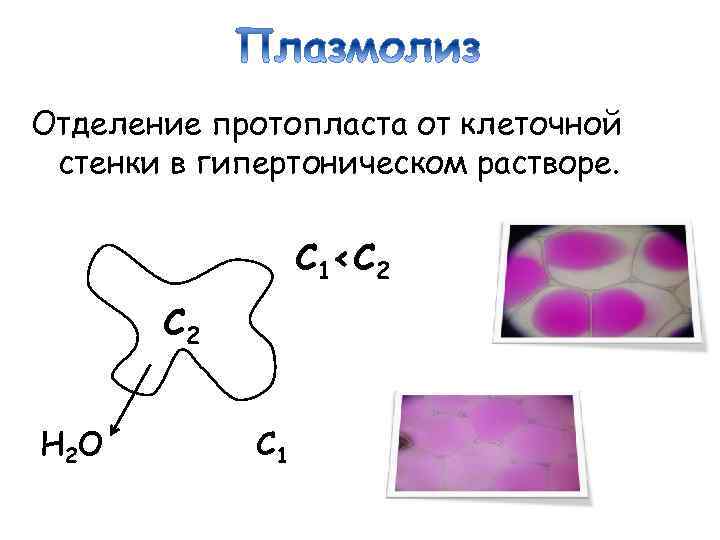 Плазмолиз