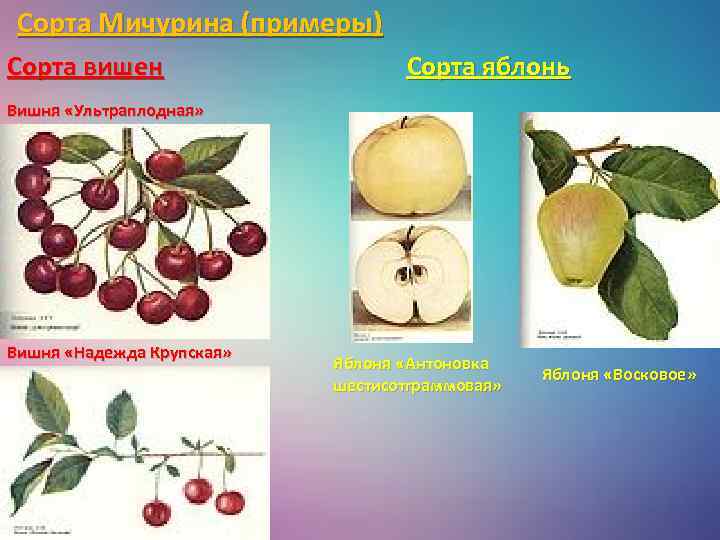 Сорта Мичурина (примеры) Сорта вишен Сорта яблонь Вишня «Ультраплодная» Вишня «Надежда Крупская» Яблоня «Антоновка