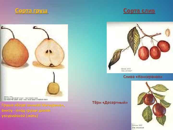 Сорта груш Сорта слив Слива «Консервная» Груша «Бере зимняя Мичурина» , внизу - плод