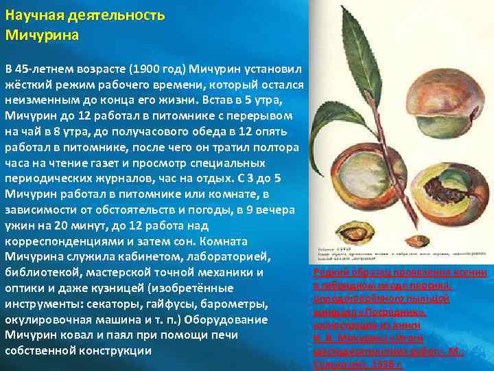 Научная деятельность Мичурина В 45 -летнем возрасте (1900 год) Мичурин установил жёсткий режим рабочего