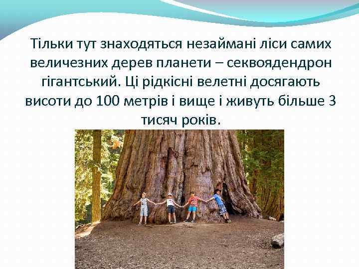 Тільки тут знаходяться незаймані ліси самих величезних дерев планети – секвоядендрон гігантський. Ці рідкісні