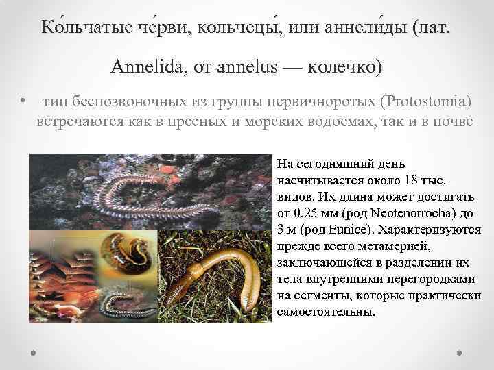 Ко льчатые че рви, кольчецы , или аннели ды (лат. Annelida, от annelus —