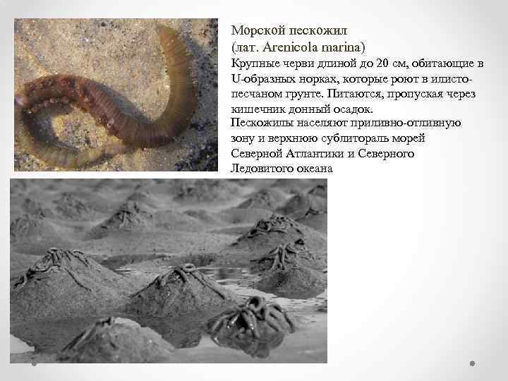 Морской пескожил (лат. Arenicola marina) Крупные черви длиной до 20 см, обитающие в U-образных