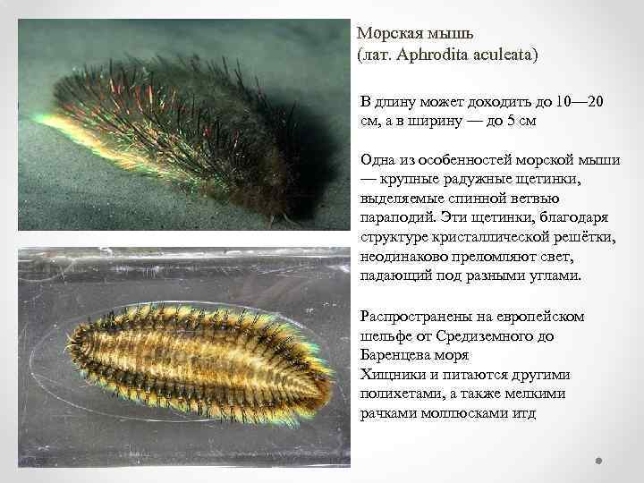 Морская мышь (лат. Aphrodita aculeata) В длину может доходить до 10— 20 см, а