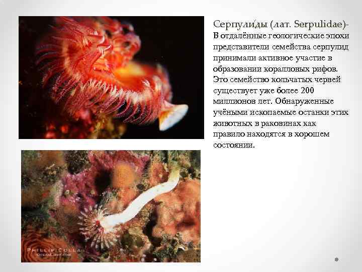 Серпули ды (лат. Serpulidae)- В отдалённые геологические эпохи представители семейства серпулид принимали активное участие