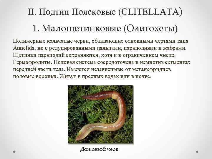 II. Подтип Поясковые (CLITELLATA) 1. Малощетинковые (Олигохеты) Полимерные кольчатые черви, обладающие основными чертами типа