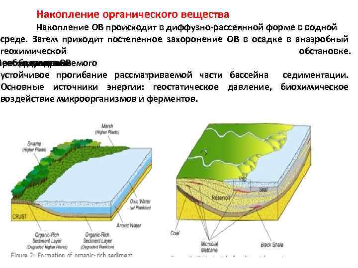 Накопление органического вещества Накопление ОВ происходит в диффузно-рассеянной форме в водной среде. Затем приходит