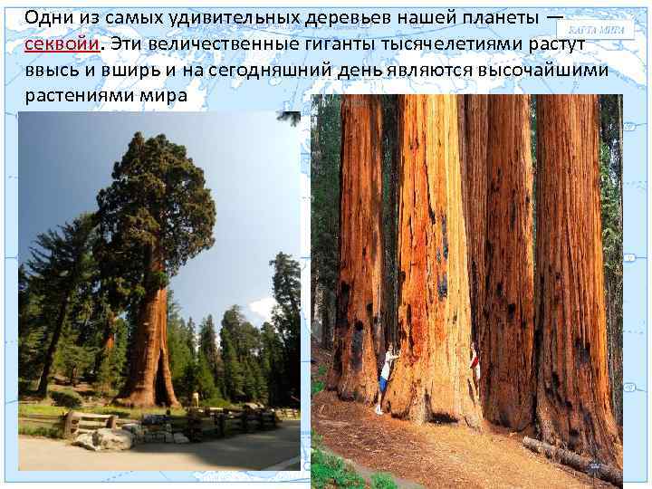 Одни из самых удивительных деревьев нашей планеты — секвойи. Эти величественные гиганты тысячелетиями растут
