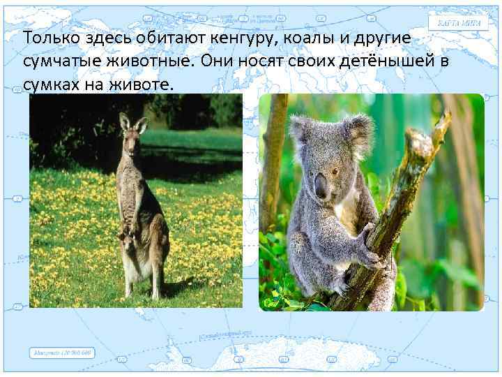 Только здесь обитают кенгуру, коалы и другие сумчатые животные. Евразия Они носят своих детёнышей