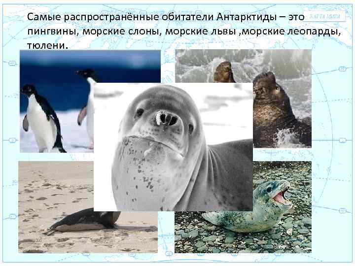 Самые распространённые обитатели Антарктиды – это пингвины, морские слоны, морские львы , морские леопарды,