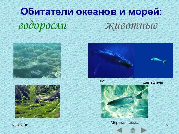 Обитатели океанов и морей: водоросли животные кит 07. 02. 2018 дельфины Морская рыба 9