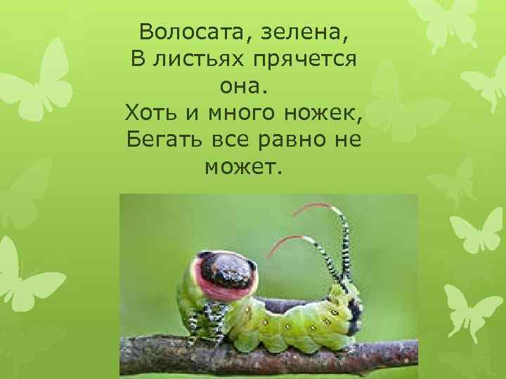 Волосата, зелена, В листьях прячется она. Хоть и много ножек, Бегать все равно не
