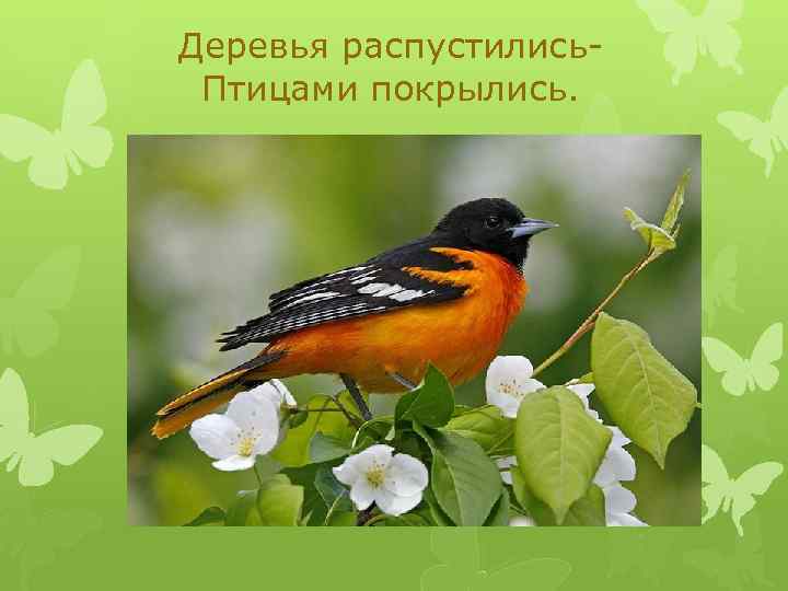 Деревья распустились. Птицами покрылись. 