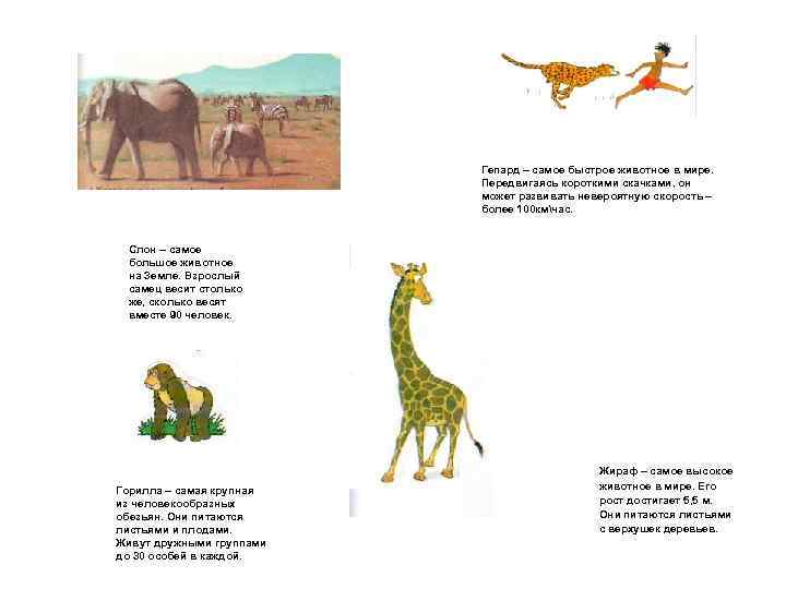 Гепард – самое быстрое животное в мире. Передвигаясь короткими скачками, он может развивать невероятную