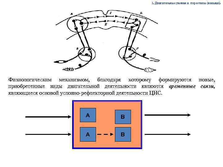 Благодаря этому механизму. Механизмы двигательного навыка. Физиологический механизм двигательного навыка. Физиологическая основа двигательного навыка. Физиологические основы двигательного рефлекса это.