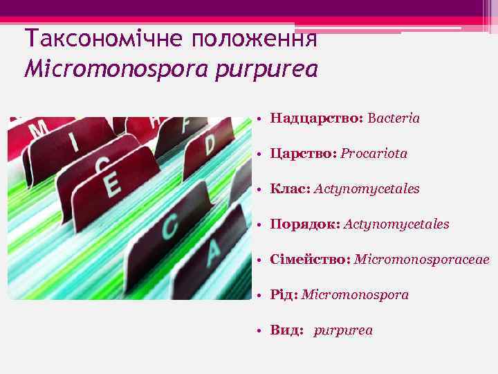 Таксономічне положення Micromonospora purpurea • Надцарство: Bacteria • Царство: Procariota • Клас: Actynomycetales •