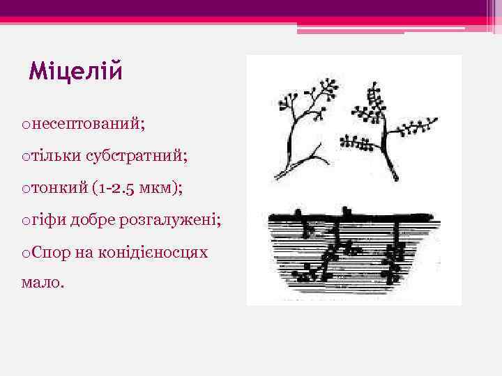 Міцелій oнесептований; oтільки субстратний; oтонкий (1 -2. 5 мкм); oгіфи добре розгалужені; o. Спор