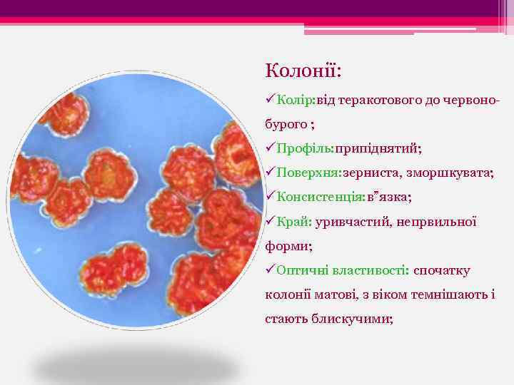 Колонії: üКолір: від теракотового до червонобурого ; üПрофіль: припіднятий; üПоверхня: зерниста, зморшкувата; üКонсистенція: в”язка;