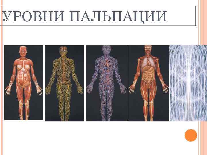 УРОВНИ ПАЛЬПАЦИИ 