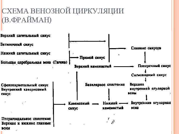 СХЕМА ВЕНОЗНОЙ ЦИРКУЛЯЦИИ (В. ФРАЙМАН) 