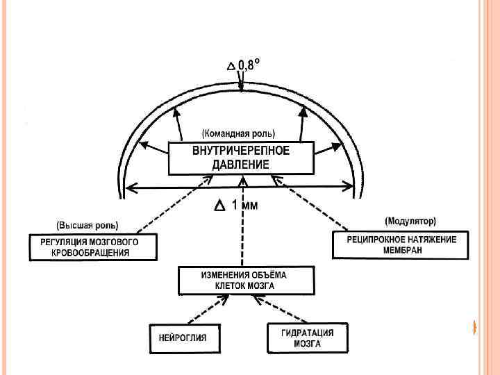 Механизмы возникновения движений костей черепа 