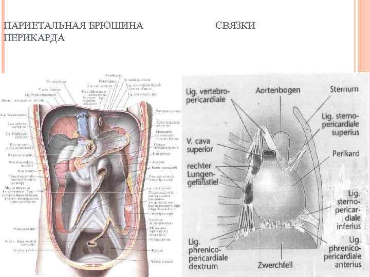 ПАРИЕТАЛЬНАЯ БРЮШИНА ПЕРИКАРДА СВЯЗКИ 