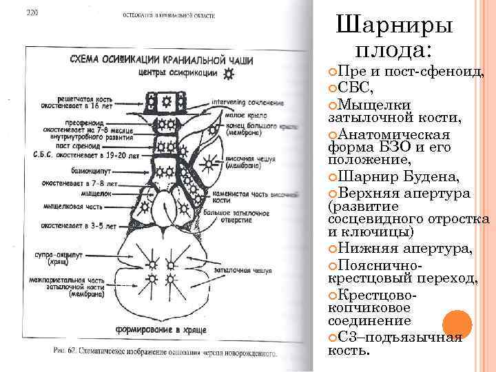 Шарниры плода: Пре и пост-сфеноид, СБС, Мыщелки затылочной кости, Анатомическая форма БЗО и его