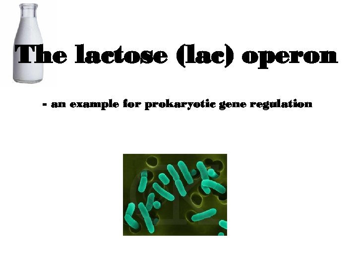 The lactose (lac) operon - an example for prokaryotic gene regulation 