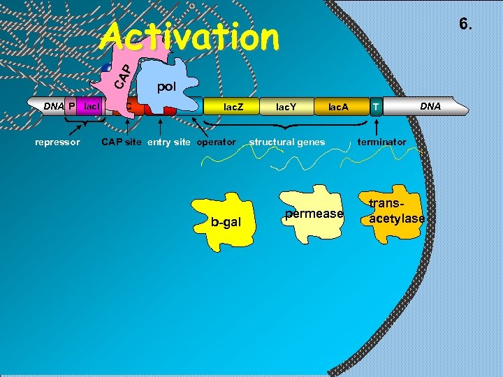 Activation CA P 6. DNA P lac. I repressor C pol E O lac.