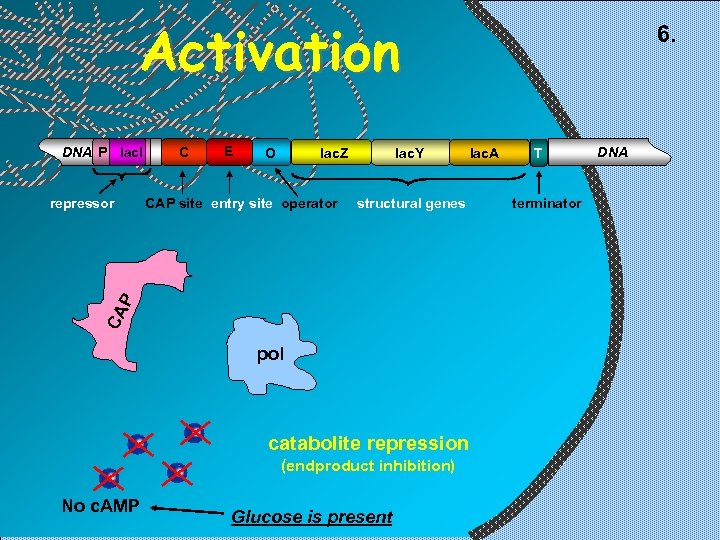 Activation DNA P lac. I E lac. Z O CAP site entry site operator