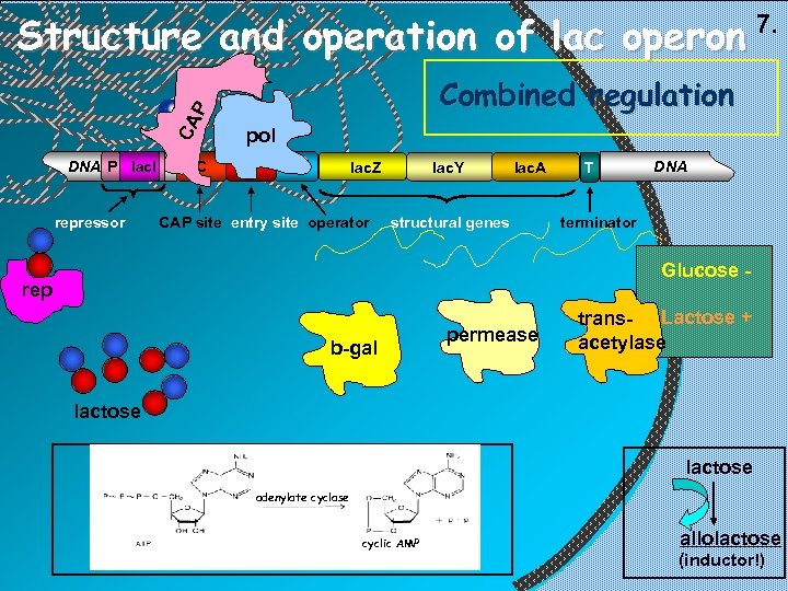 Structure and operation of lac operon Combined regulation P CA DNA P lac. I