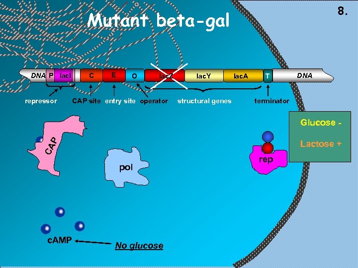 8. Mutant beta-gal DNA P lac. I repressor C E O lac. Z CAP