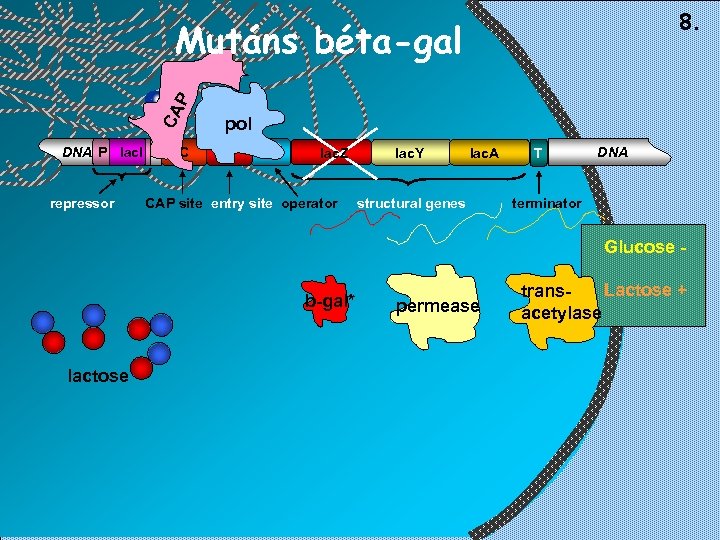 8. CA P Mutáns béta-gal DNA P lac. I repressor C pol E O