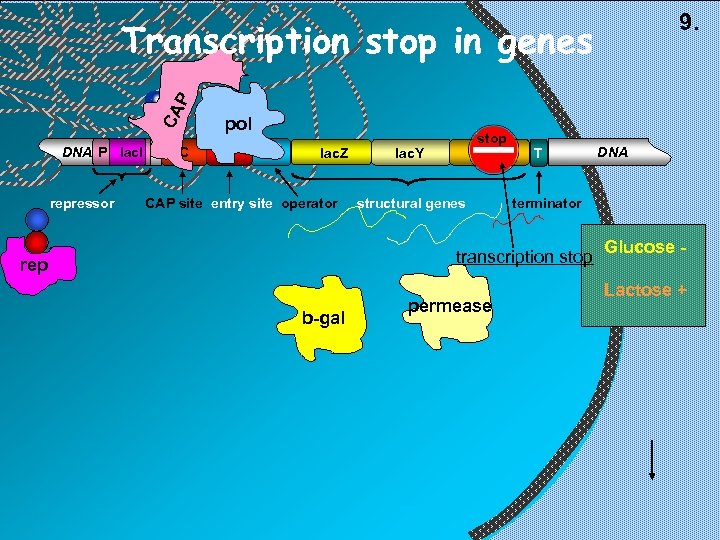 9. CA P Transcription stop in genes DNA P lac. I repressor C pol