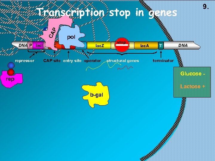 9. CA P Transcription stop in genes DNA P lac. I repressor C pol