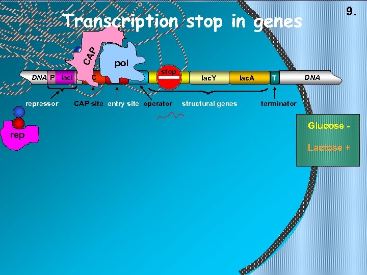 9. CA P Transcription stop in genes DNA P lac. I repressor rep C