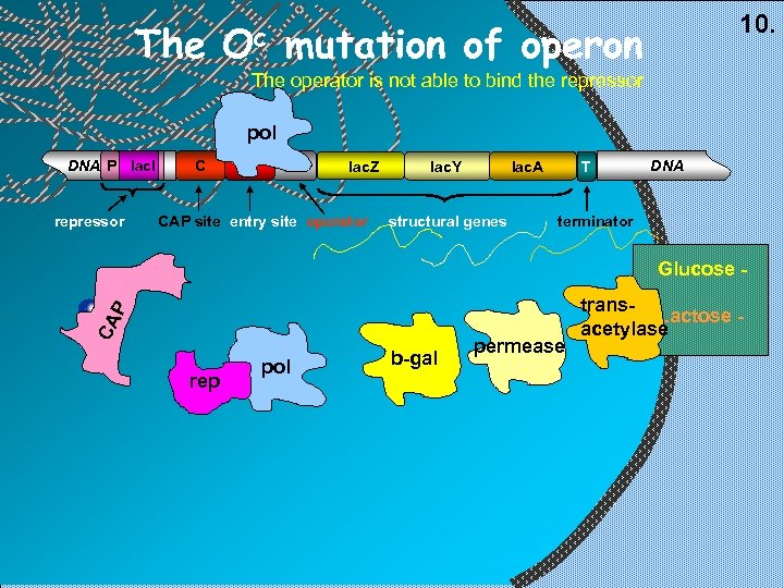 The Oc 10. mutation of operon The operator is not able to bind the