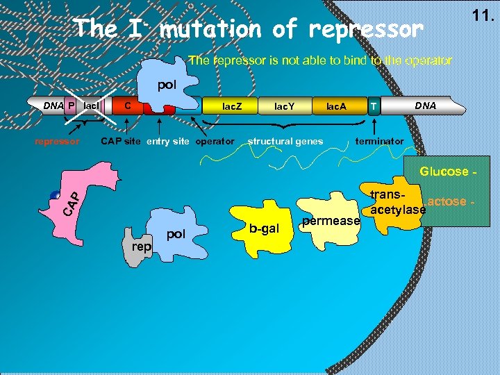 The I- mutation of repressor 11. The repressor is not able to bind to