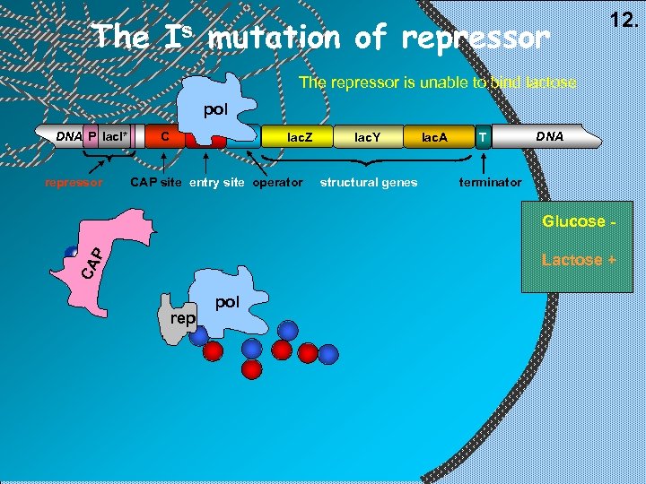 The Is mutation of repressor 12. The repressor is unable to bind lactose pol