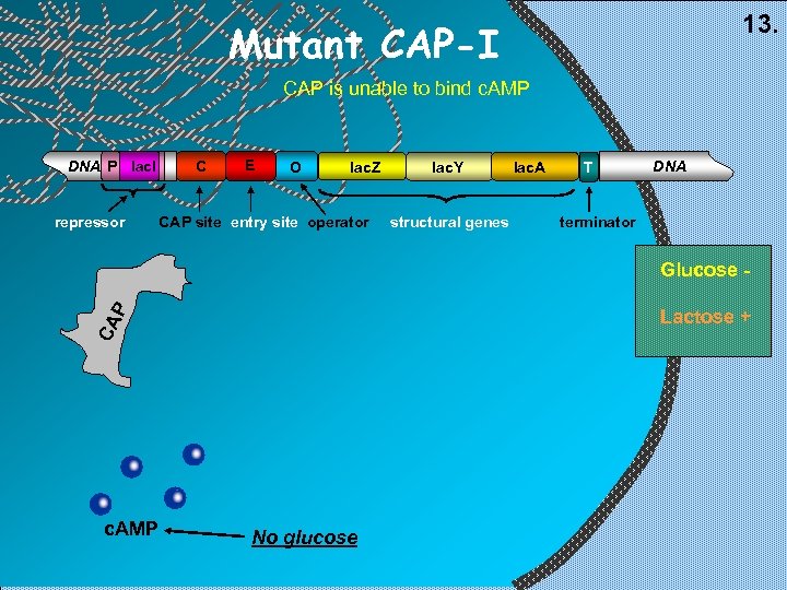 13. Mutant CAP-I CAP is unable to bind c. AMP DNA P lac. I