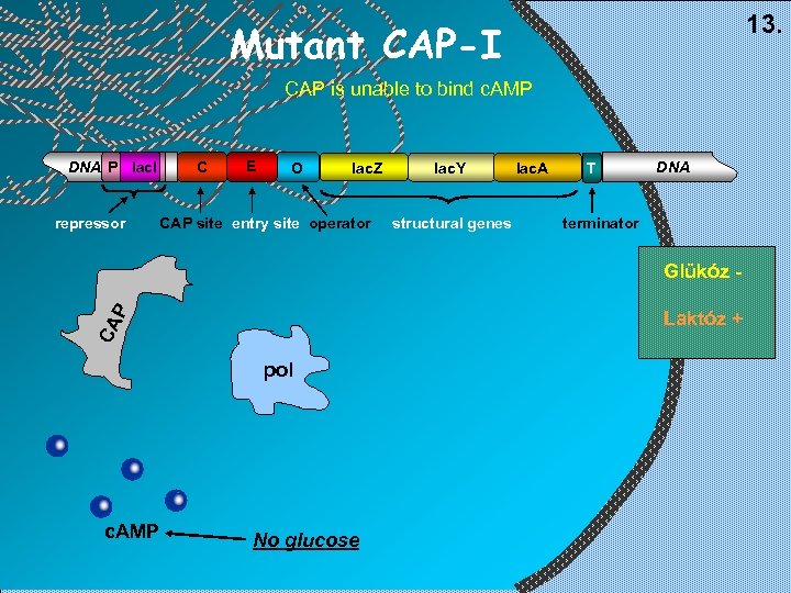 13. Mutant CAP-I CAP is unable to bind c. AMP DNA P lac. I