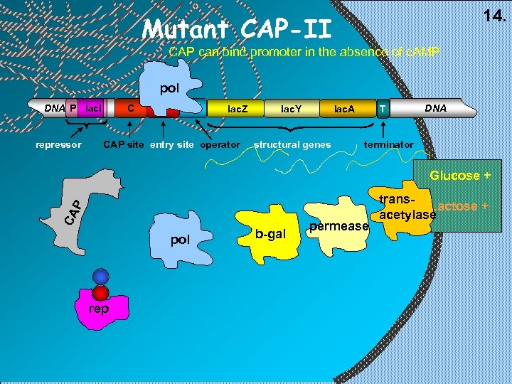 14. Mutant CAP-II CAP can bind promoter in the absence of c. AMP pol