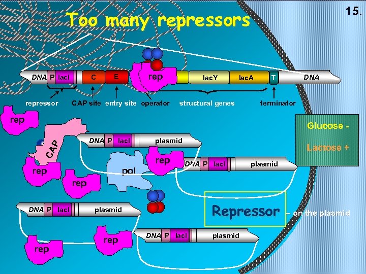 15. Too many repressors C DNA P lac. I repressor rep Orep lac. Z