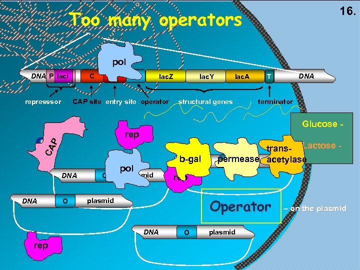 16. Too many operators pol represssor E C DNA P lac. I lac. Z