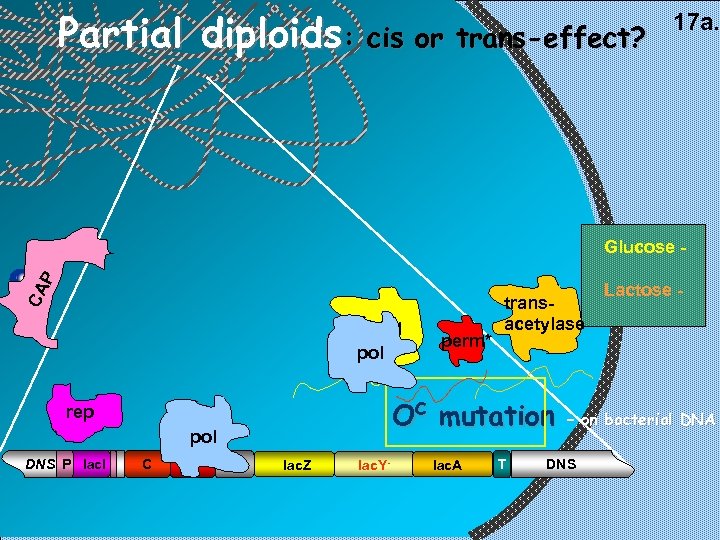 Partial diploids: cis or trans-effect? 17 a. CA P Glucose - b-gal pol Oc