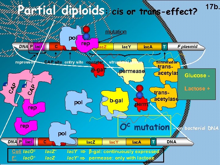 Partial diploids: cis or trans-effect? 17 b. mutation pol repressor E C DNA P