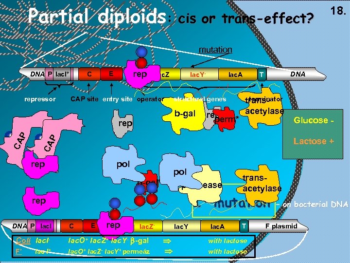 Partial diploids: cis or trans-effect? 18. mutation C DNA P lac. I* repressor Orep