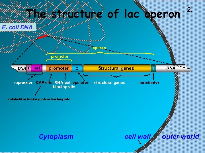 The structure of lac operon 2. E. coli DNA operon promoter DNA P lac.