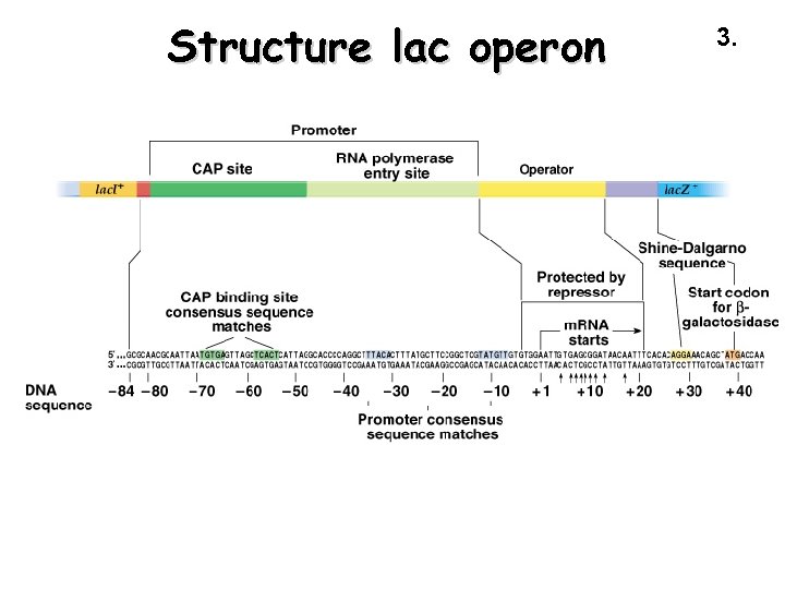 Structure lac operon 3. 